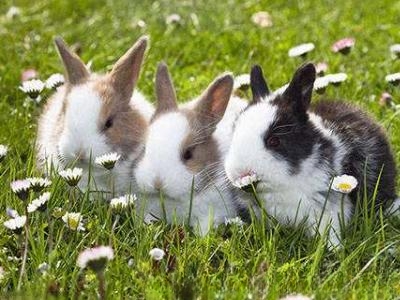 兔子有哪些种类？