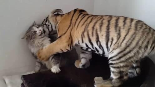猫害怕老虎嘛？