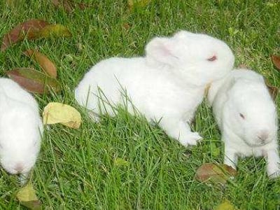 兔子有哪些种类？
