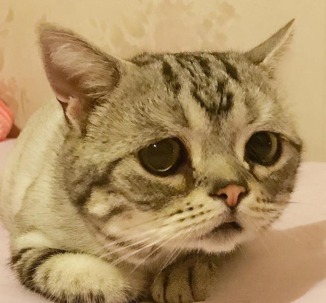 为什么猫咪抱出来会有眼泪？