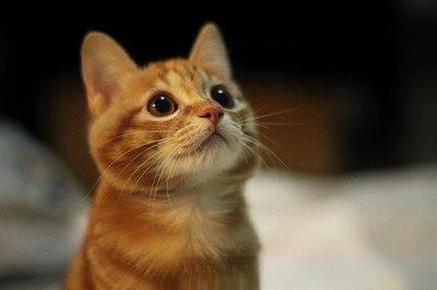 小猫总是一吃完饭就流眼泪怎么办？