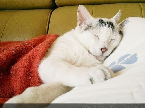 猫咪感冒怎么治？