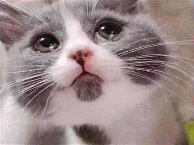 为什么猫咪抱出来会有眼泪？