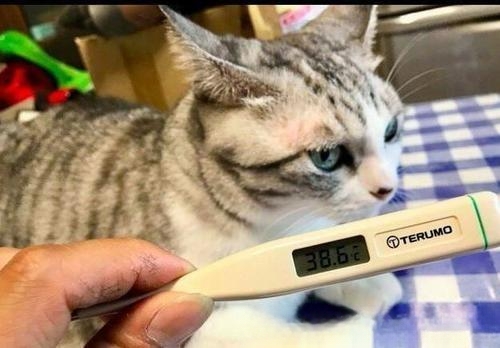 猫咪感冒怎么治？