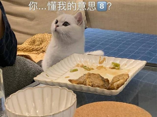 猫忌讳吃什么？
