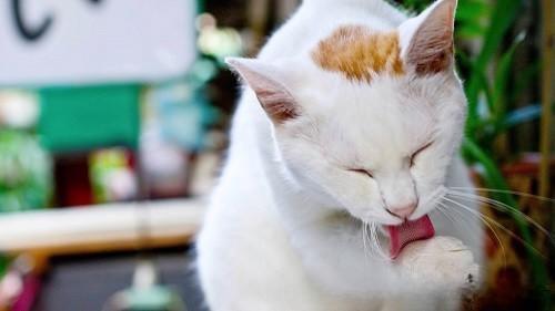 猫咪突然不吃东西了是什么原因？