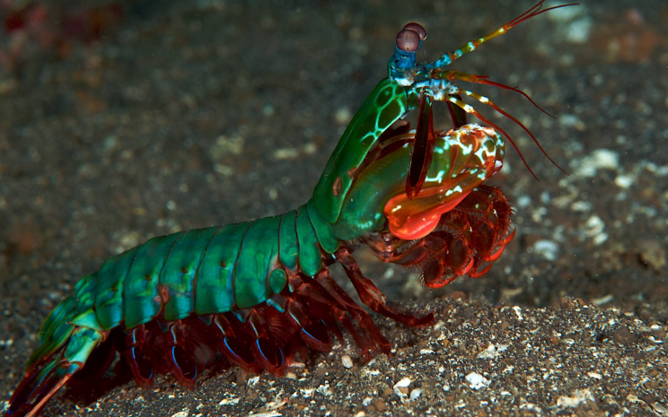 雀尾螳螂虾